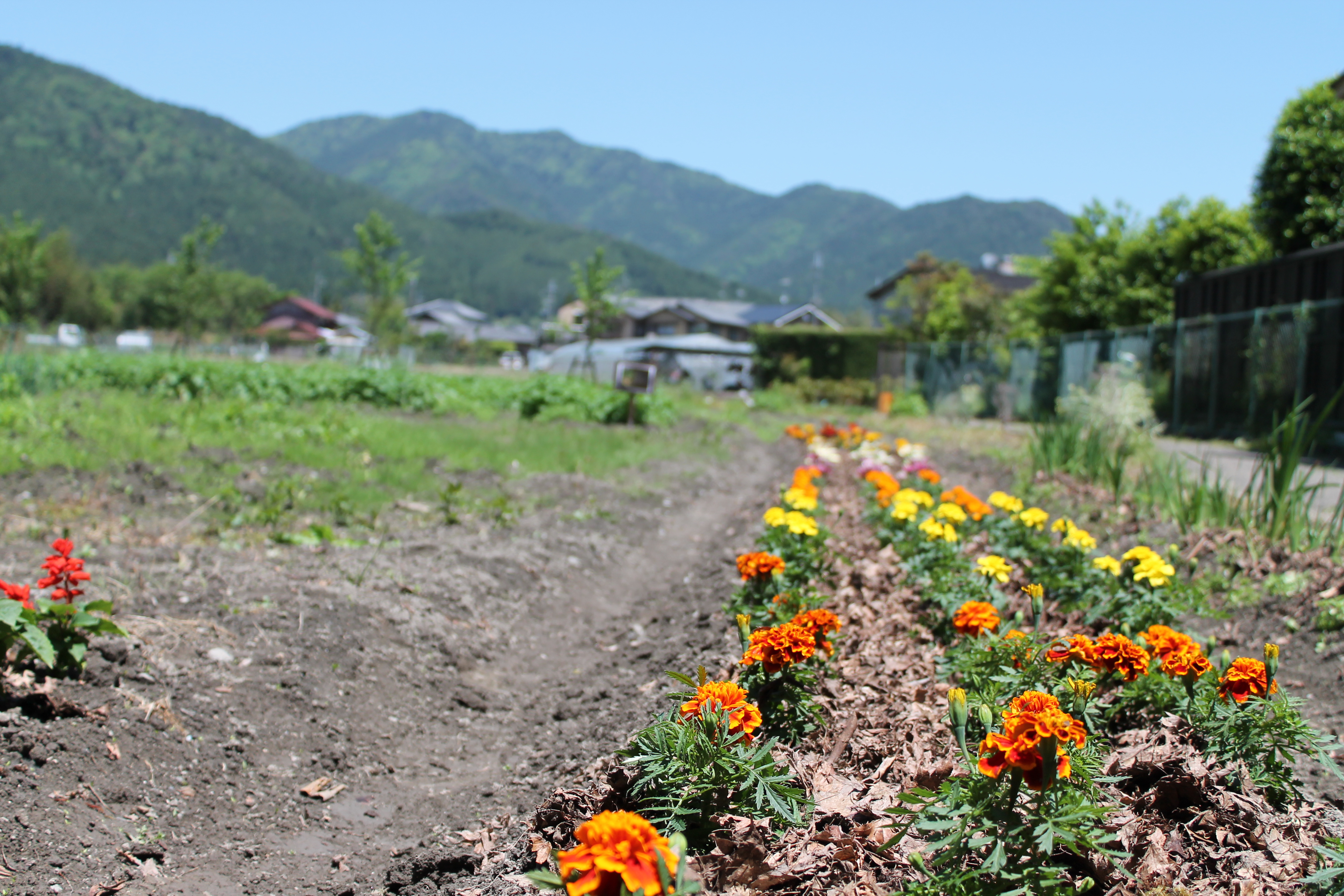 プロ指導のもと 夏野菜を定植しました グループ全体 京都大原記念病院グループ